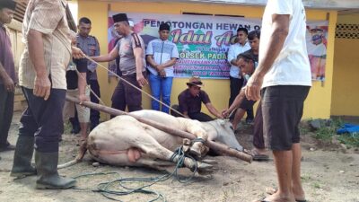 Polsek Padang Bolak Kurban 2 Ekor Lembu