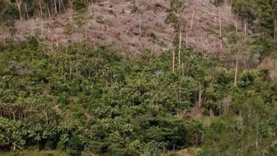 Hutan Nabundong Paluta Sudah Hampir Tiada Lagi