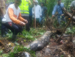 Sempat Dikabarkan Hilang, Ternyata Warga Ini Ditelan Ular Piton