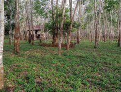Petani Karet di Batanghari Keluhkan Harga Yg Sangat Rendah