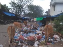 Tumpukan Sampah dan Hewan Sapi Menghiasi Pasar Kota Langsa.