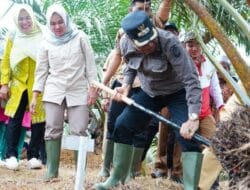 H. Aspan Panen Perdana Sawit di Desa Bangko Pintas