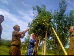 Pj Bupati Tebo Akan Bantu Pengenbangan dan Pemasaran Petani Jeruk di Kilis