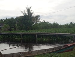 Eceng Gondok Kembali Menyelimuti Alur Air Kuta Simboling