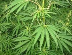 Kurir Ganja 267 Kg di Gayo Lues Divonis Seumur Hidup
