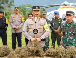 Gunakan Teknologi Citra Satelit, Polda Sumut Buru 150 Ha Perladangan Ganja