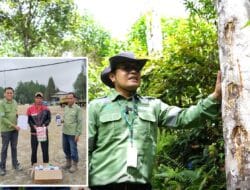 Melestarikan Warisan Alam Komitmen TPL Untuk Kemenyan di Tapanuli