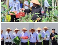 Bukti Nayata Dukung Program Ketahanan Pangan, Rutan Tarutung Kembali Panen Sayur