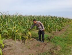 Polsek Lima Puluh Laksanakan Koordinasi dan Pengecekan Lahan Ketapang di Perkebunan Dolok