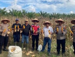 Kapolsek Indrapura Laksanakan Panen Raya Jagung di Areal Perkebunan PT Moeis