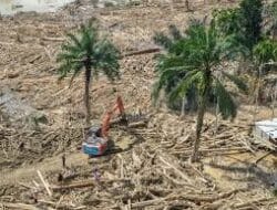 Diterjang Lumpur dan Kayu Gelondongan. Ratusan Hektar Kebun Sawit di Aceh Tamiang Ludes