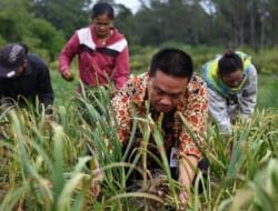Bupati Humbahas Panen Bawang Putih di Lintongnihuta, Hasil Memuaskan