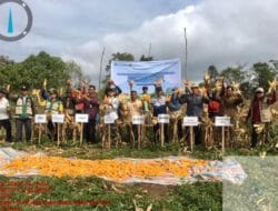 Pemkab Humbahas Gelar Gerakan Pengendalian Inflasi, Jagung di Paranginan