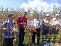 Bupati Humbahas Bersama BUMDes “Sinar Muda” Panen Jagung di Paranginan