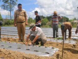 Bupati Tapanuli Utara Hadiri Tanam Serentak Tomat dan Cabai, Bertempat di Desa Sisordak Kecamatan Parmonangan 