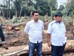 Kapolres Taput  Diduga “Main Mata” LP Pengrusakan Kayu Pinus Dilahan Berser Tipikat…SP3 DITERBITKAN