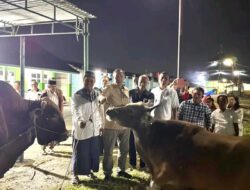 Bupati Tapanuli Utara Menyerahkan Satu Ekor Sapi Kurban di Masjid Yaqwa Siborongborong Yaput Pererat Persaudaraan