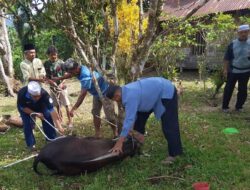 Pastikan Daging Aman Dikonsumsi, Pemkab Humbang Hasundutan Kawal Ketat Pemotongan Hewan Kurban Idul Adha 1447 H