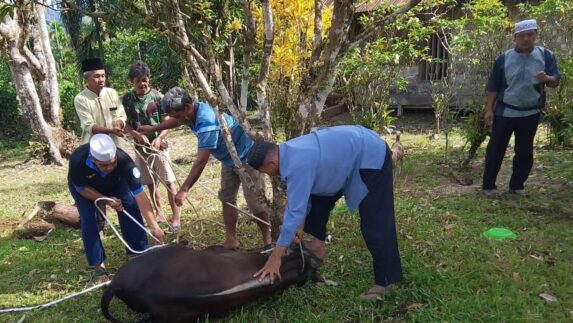 Pastikan Daging Aman Dikonsumsi, Pemkab Humbang Hasundutan Kawal Ketat Pemotongan Hewan Kurban Idul Adha 1447 H