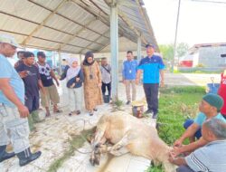 Ka.UPT Pelabuhan Perikanan TBA Sembelih Hewan Kurban di Idul Adha 1447 H