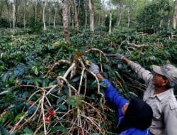 Maraknya Pencurian Kopi Gelondong Membuat Petani Aceh Tengah Resah
