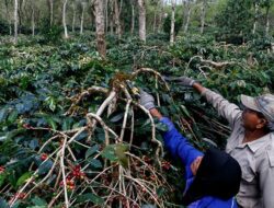 Maraknya Pencurian Kopi Gelondong Membuat Petani Aceh Tengah Resah