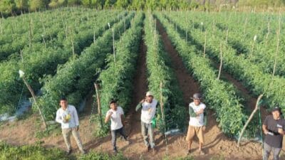 Kepala Desa Sisordak Kecamatan Parmonangan Tapanuli Utara. Siap Panen Raya Dihadiri Bupati Taput Sasar Mitra Dapur MBG