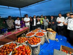 Bukti Nyata Desa Mandiri: Panen Perdana Tomat BUMDes Sisordak Jadi Inspirasi Tapanuli Utara