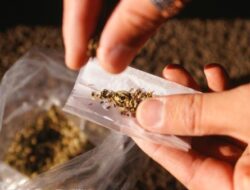 Bawa 3,4 Kg Ganja dari Sumatera Utara Menuju Jakarta. Anak Dibawah Umur Ditangkap Polisi