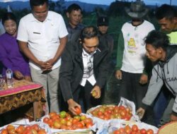 Bukti Nyata Kemandirian BUMDES DesaSisordak kecamatan parmonanganPanen Tomat Perdana